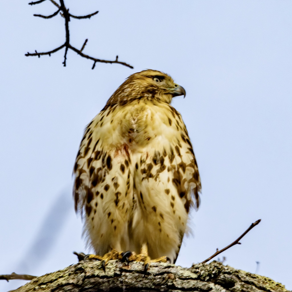 Red-tailed hawk perched on a branch and looking to its left.