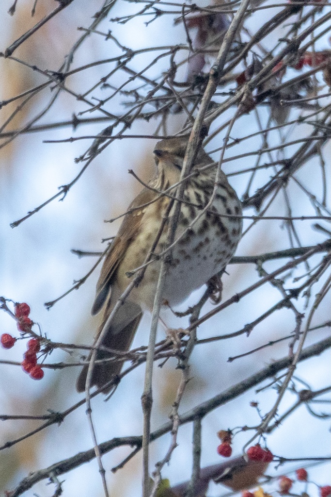 Hermit thrush partially obscured by the branch on which it is perched.
