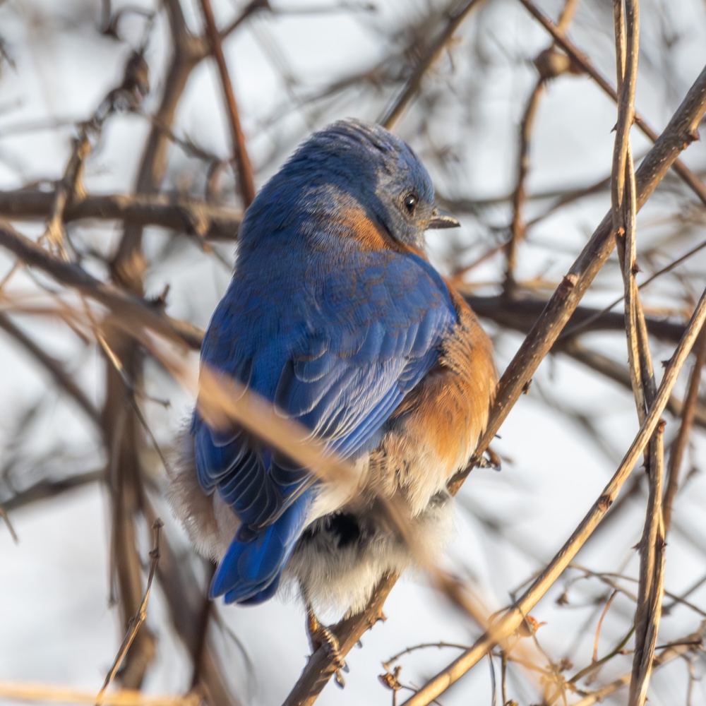 Eastern bluebird perched on a tree, in three-quarter view from behind.