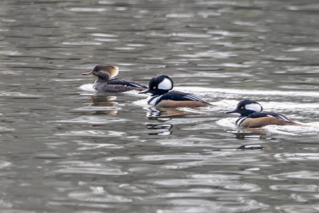 A female hooded merganser and two males float right to left.