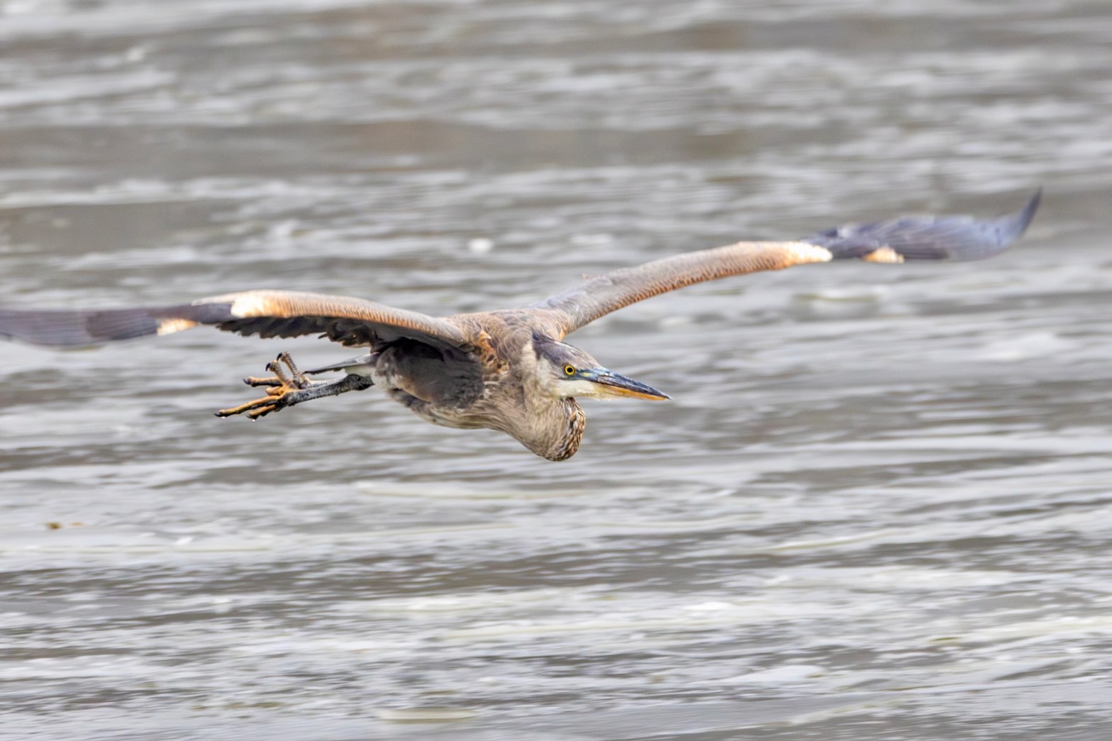 A great blue heron sails over the water on its way to land.
