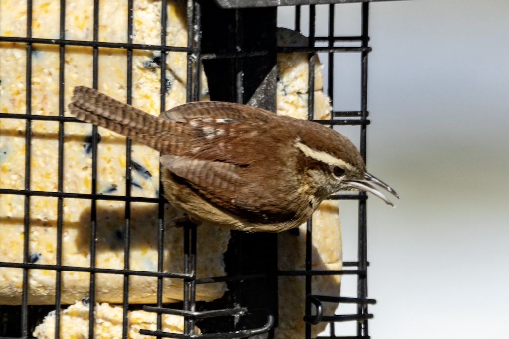 Carolina wren, beak open, clings to a suet feeder cage.