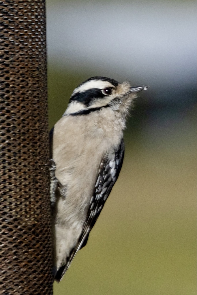 Female downy woodpecker clings to the side of a tube feeder.
