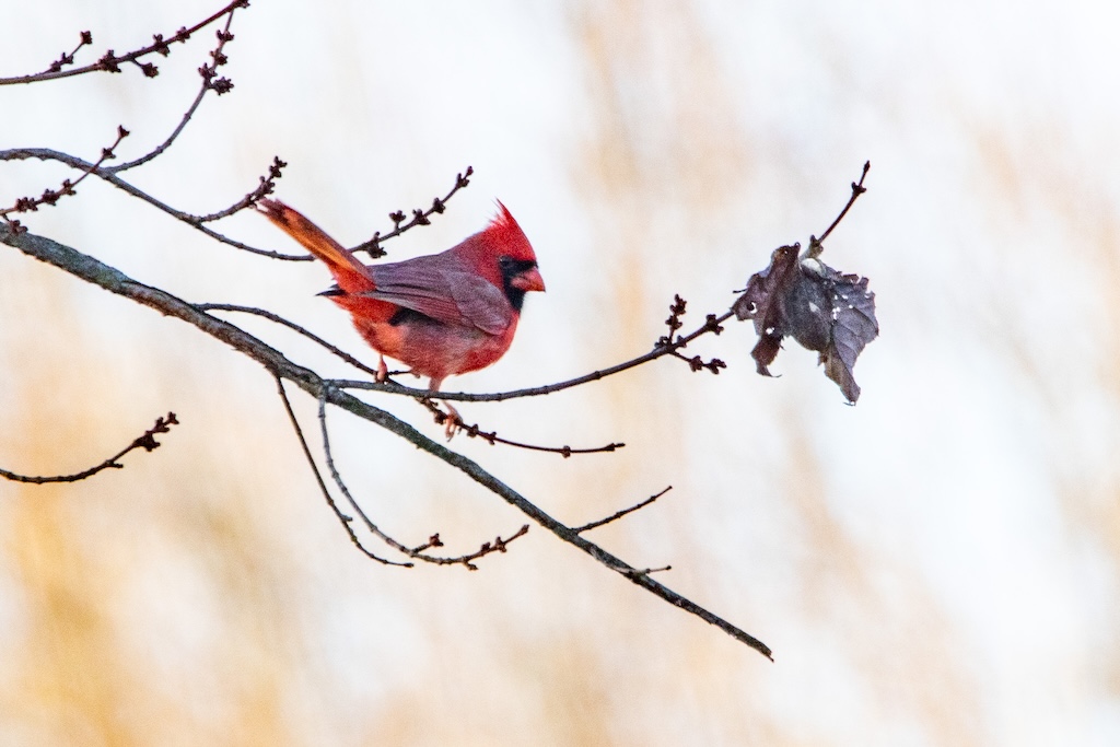 Northern cardinal on a bare tree branch.