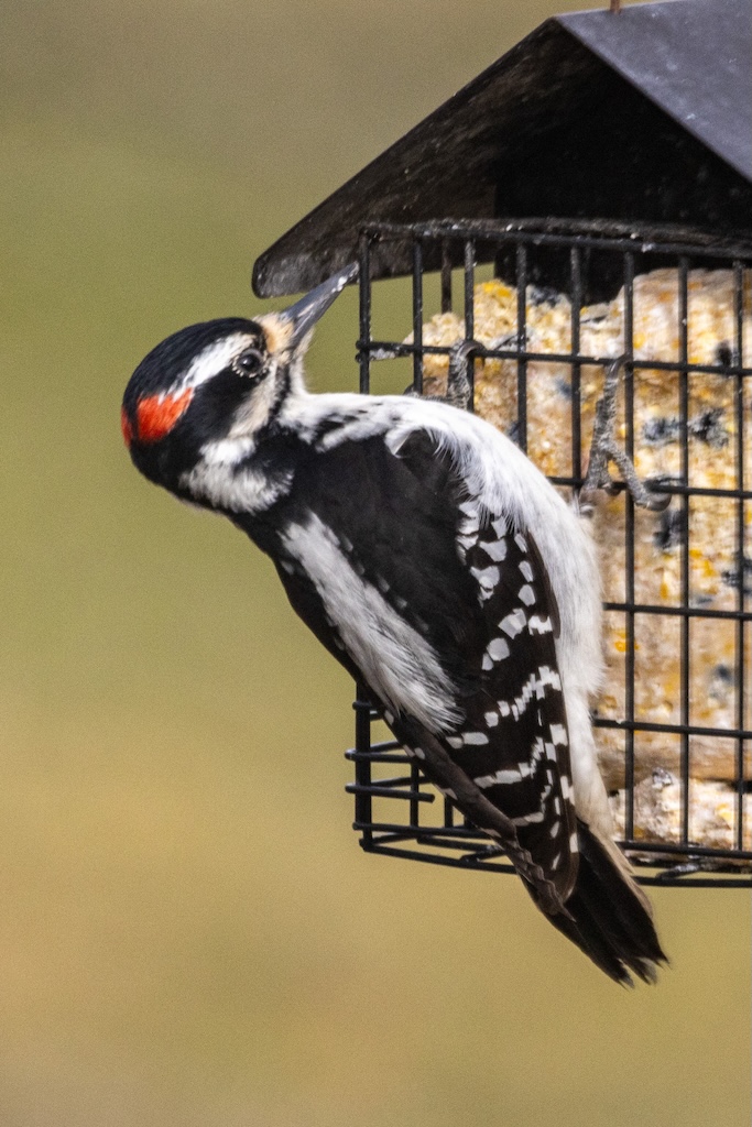 Hairy woodpecker on a suet cage feeder.