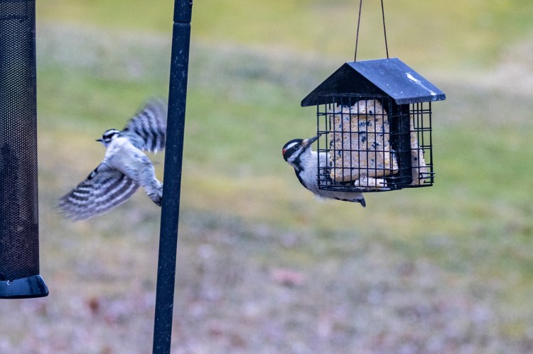 Downy woodpecker with wings outstretched flies off center pole while hairy woodpecker continues pecky at suet feeder.