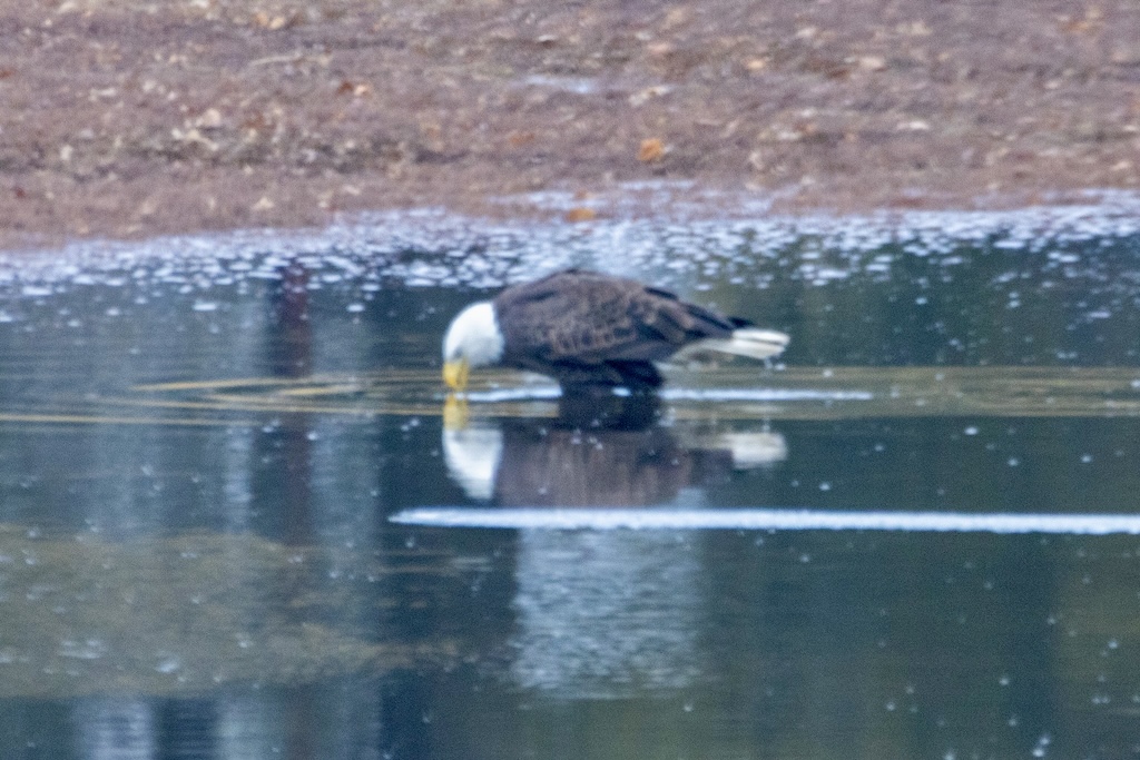 Bald eagle sitting in a retention pond and taking a sip of water.