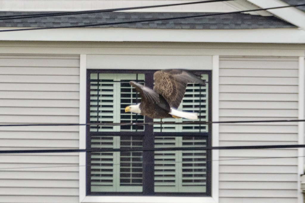 Bald eagle flying above power lines in front of a condominium.