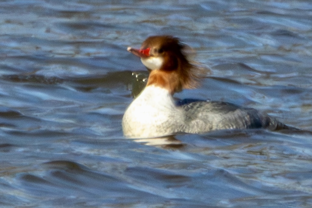 Female common merganser floating on lake, with head feathers blown back by the wind.