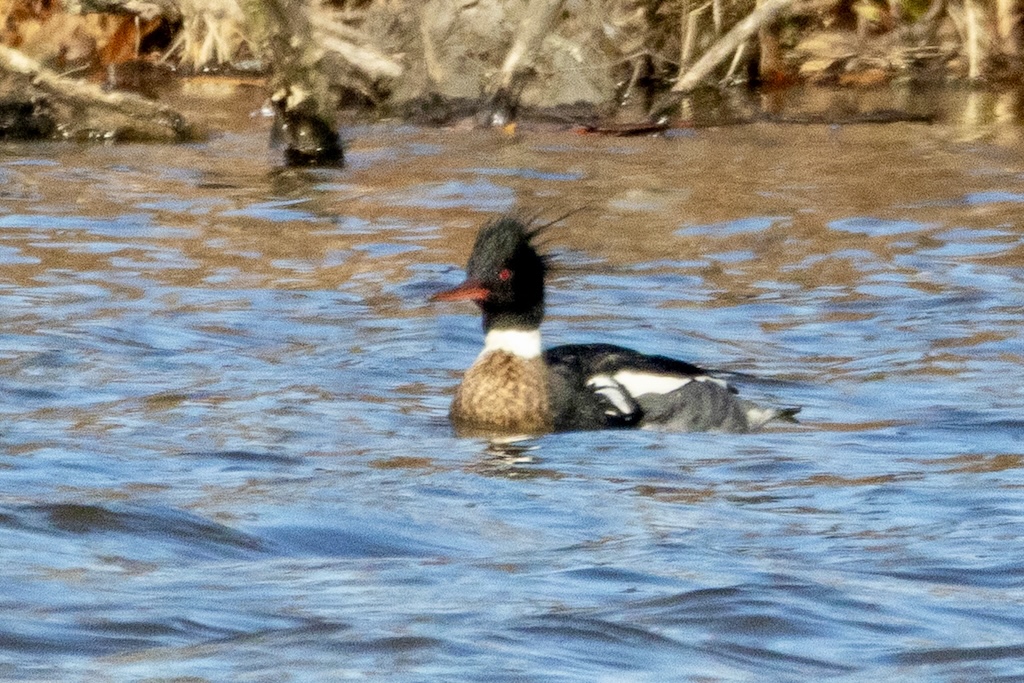 Male red-breasted merganser floating on lake, with wet feathers spiked behind its head.