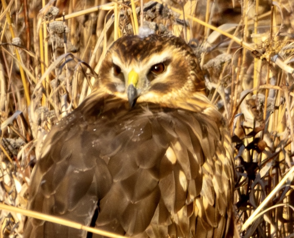 Close-up of Northern harrier illuminated by the sun.