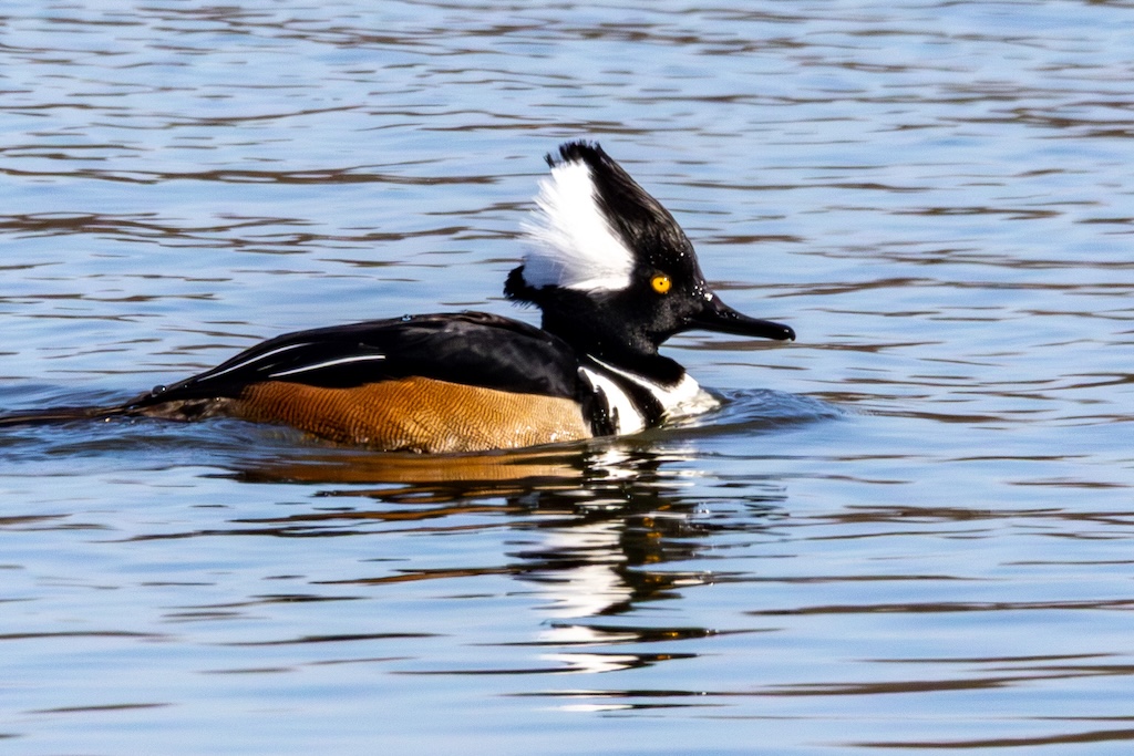 Hooded merganser floating on lake.