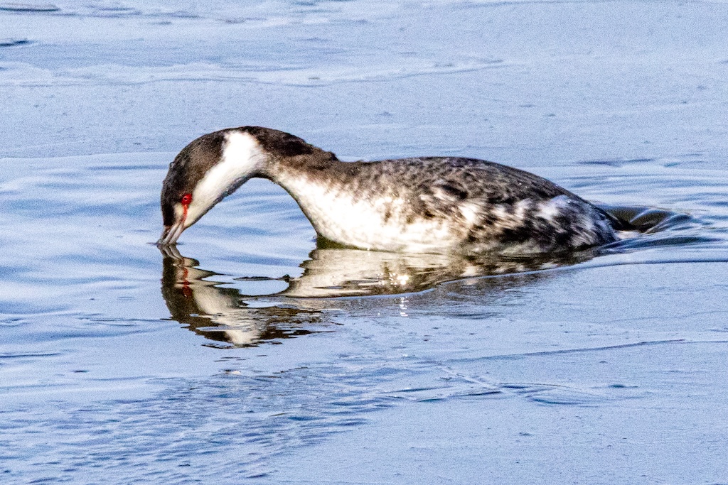 Horned grebe dips its beak into the water.