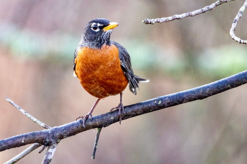 American robin looking to its left from a tree branch.

