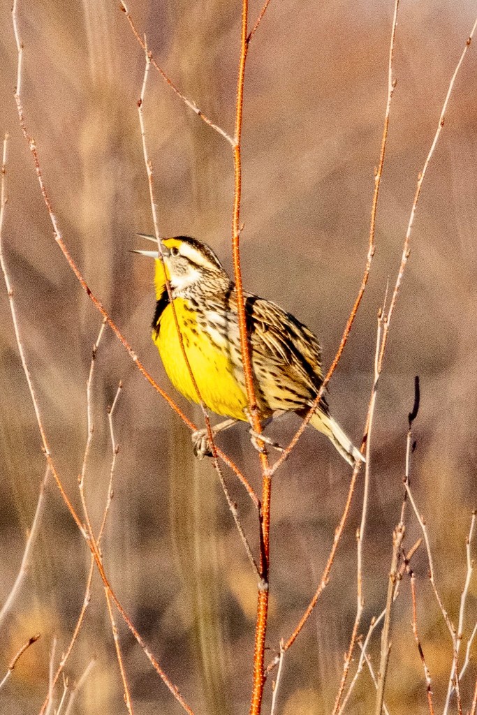 Meadowlark singing from tree in field of grasses.