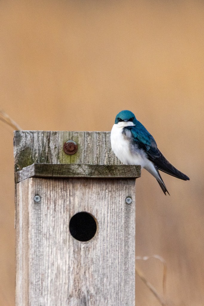 Tree swallow sitting atop bird box, head turned toward the photographer.