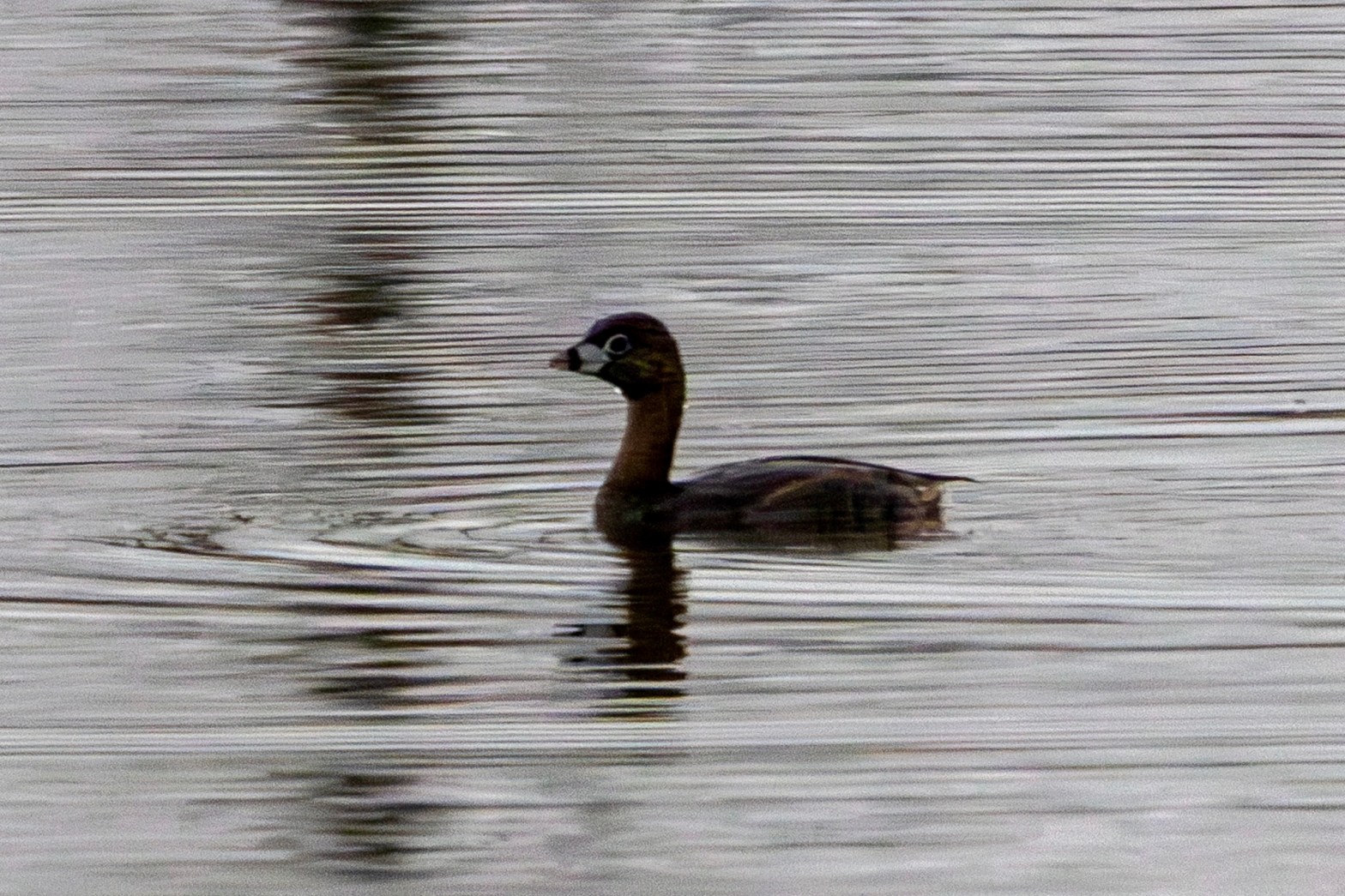 A pied-billed grebe floats right to left on a lake.