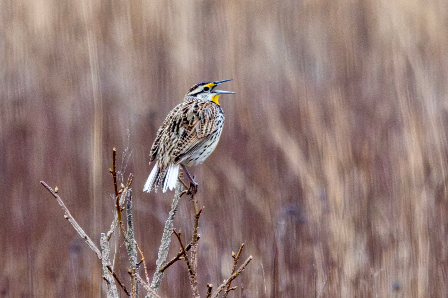 Eastern meadowlark singing from a small tree.