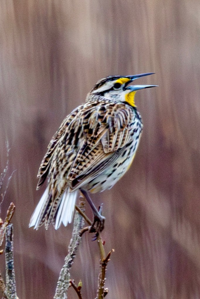 Eastern meadowlark, beak open, singing from branch of small tree.
