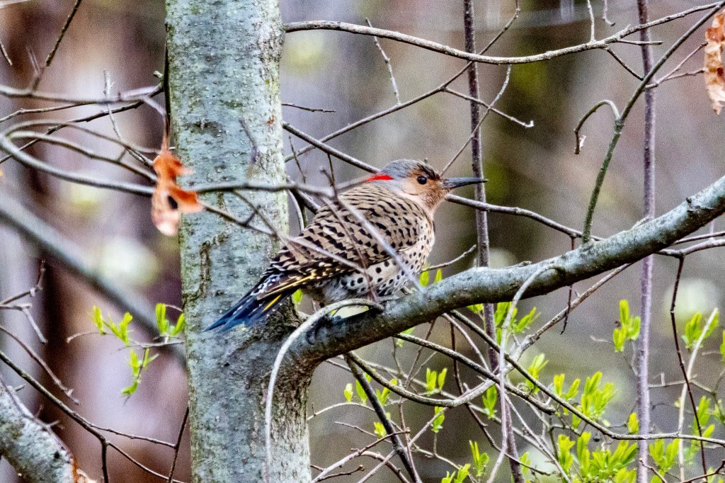 Northern flicker in profile, perched on a branch near the trunk of a tree.