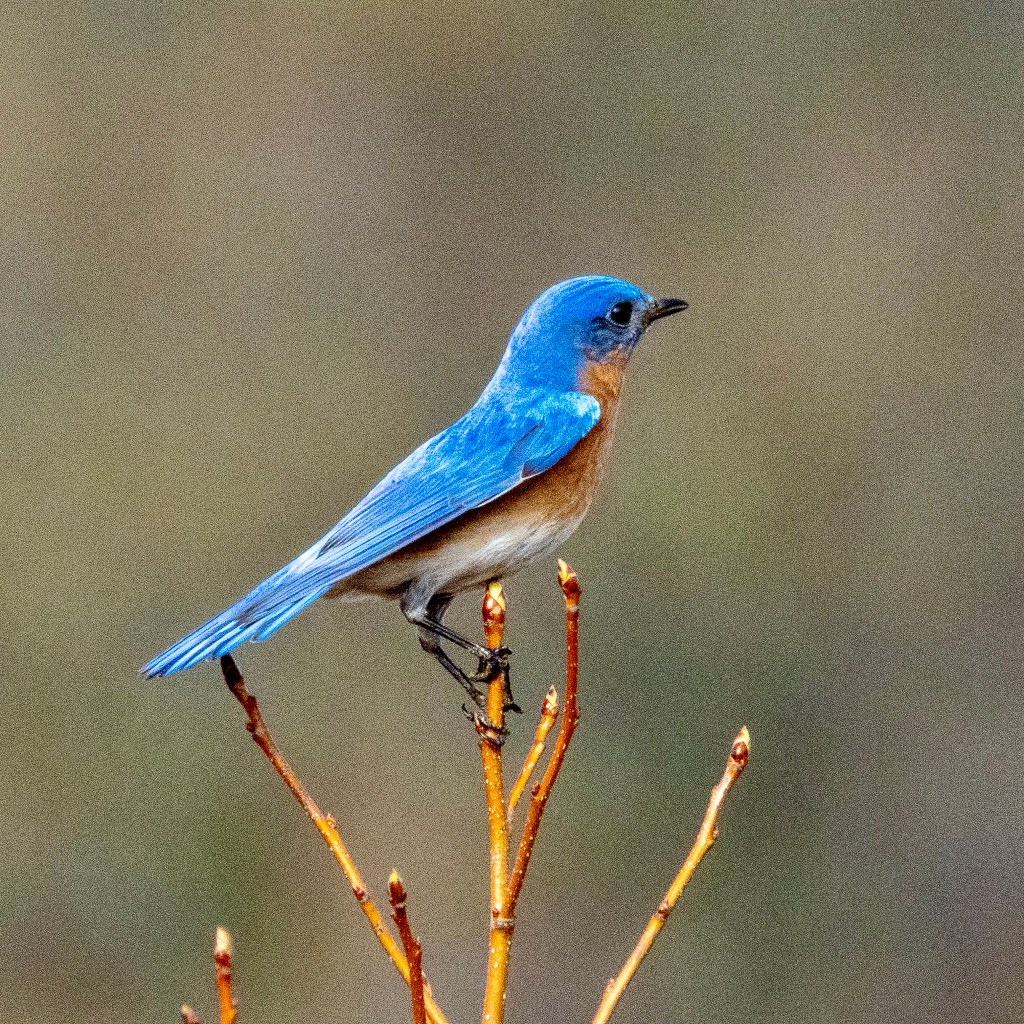 Eastern bluebird perched on a small tree.