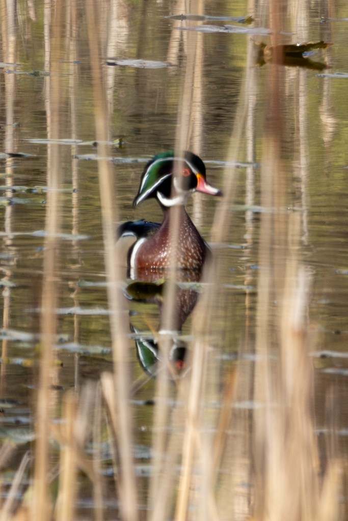 Male wood duck floating on pond, as seen through reeds in front of the bird.
