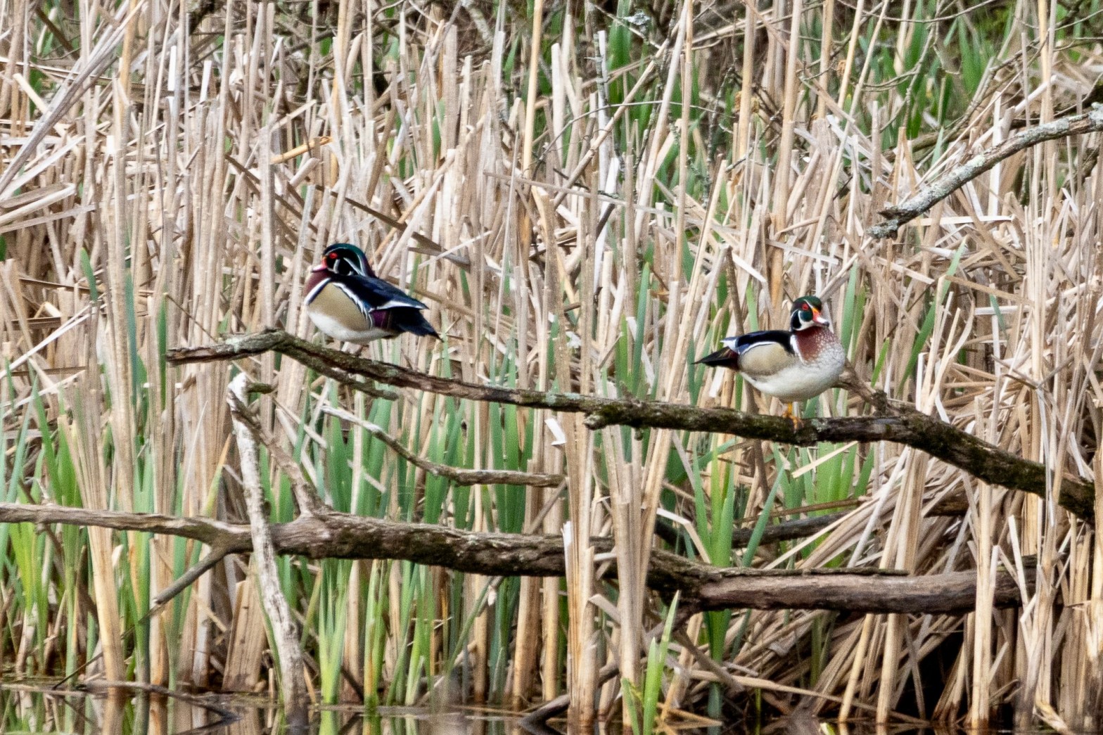 Male wood ducks on tree limbs extending over a pond, with reeds in the background.