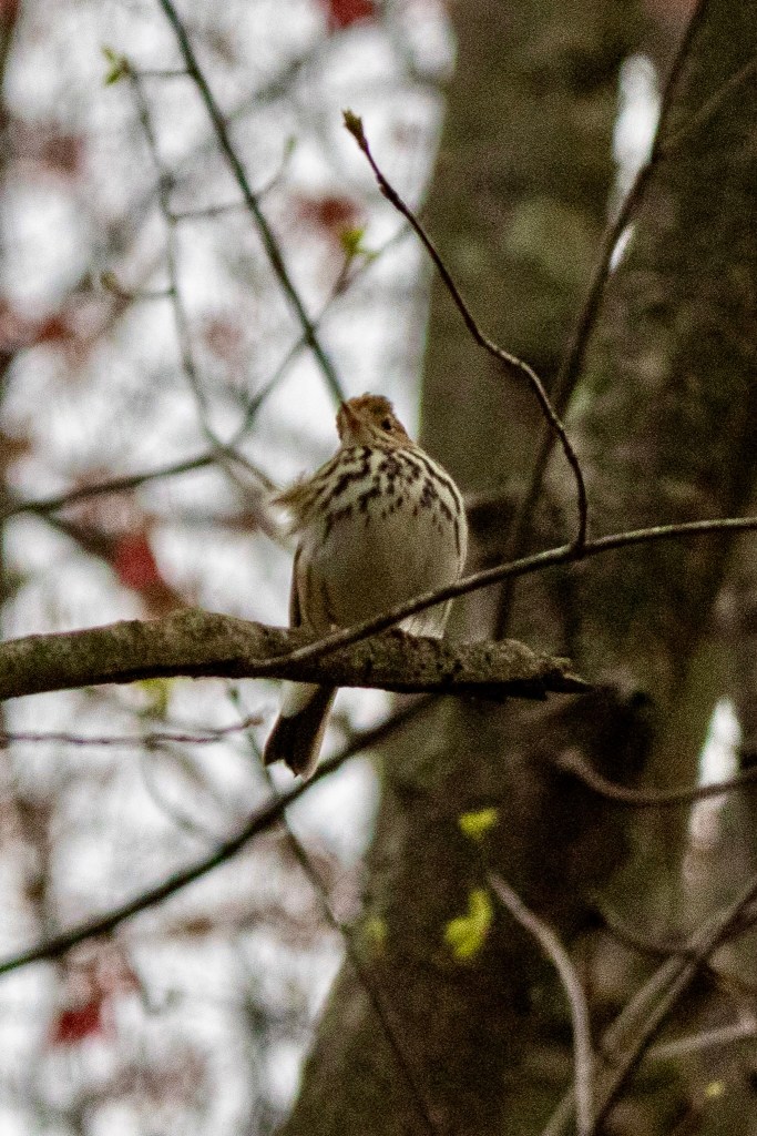 Ovenbird on tree branch, shot from below.