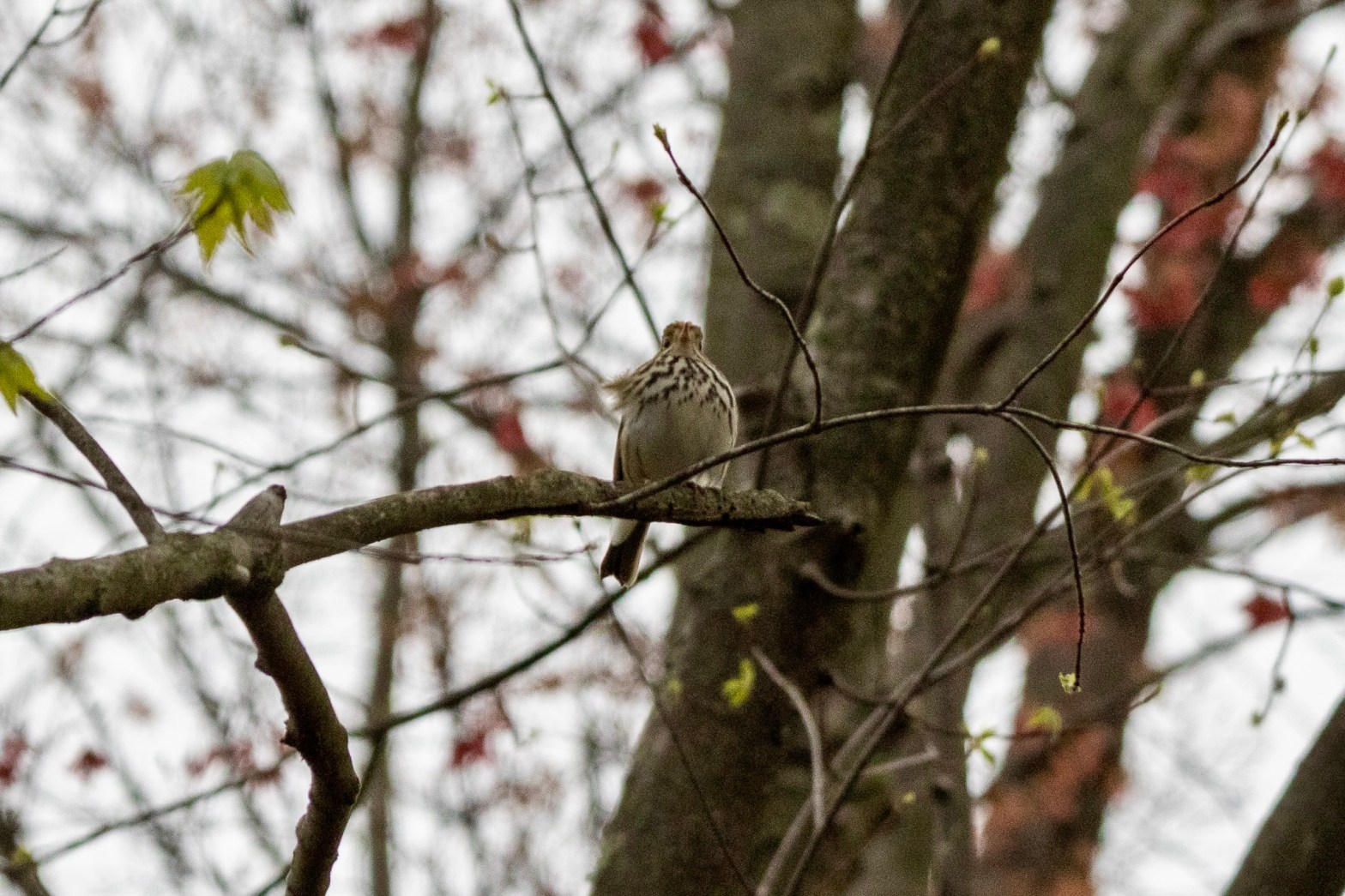 Ovenbird singing from tree branch, shot from below.