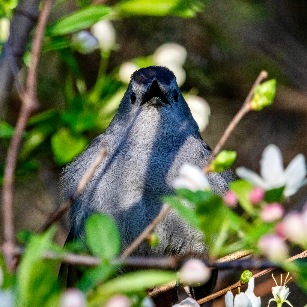 Gray catbird, beak open to sing, while sitting on a branch surrounded by green leaves and pink blossoms.