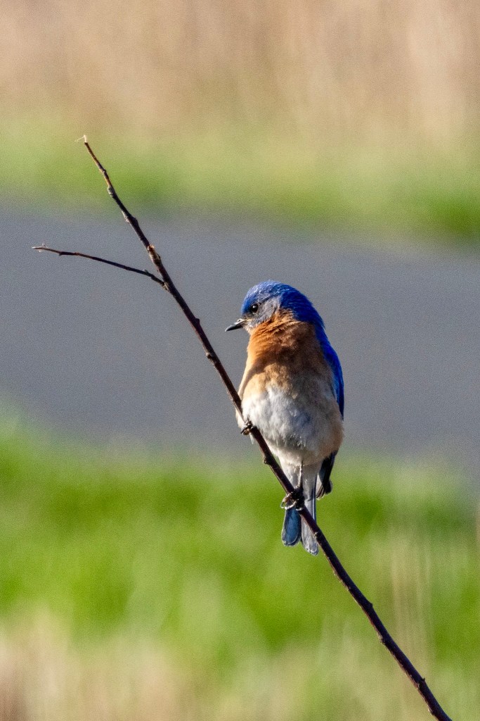 Eastern bluebird perched on slender branch.