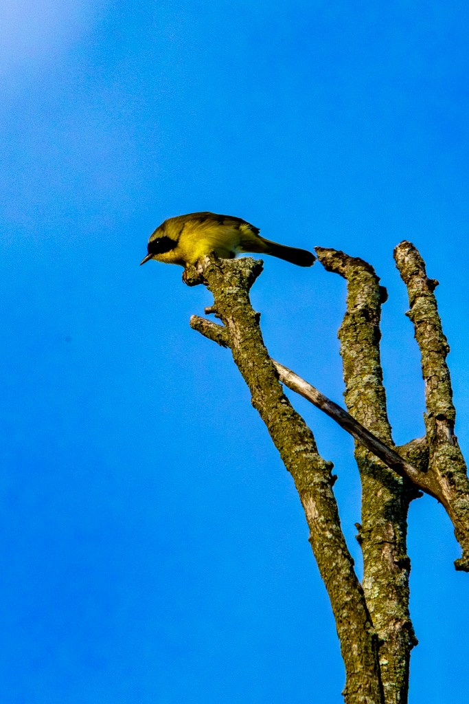 Common yellowthroat perched and leaning forward atop a bare tree.