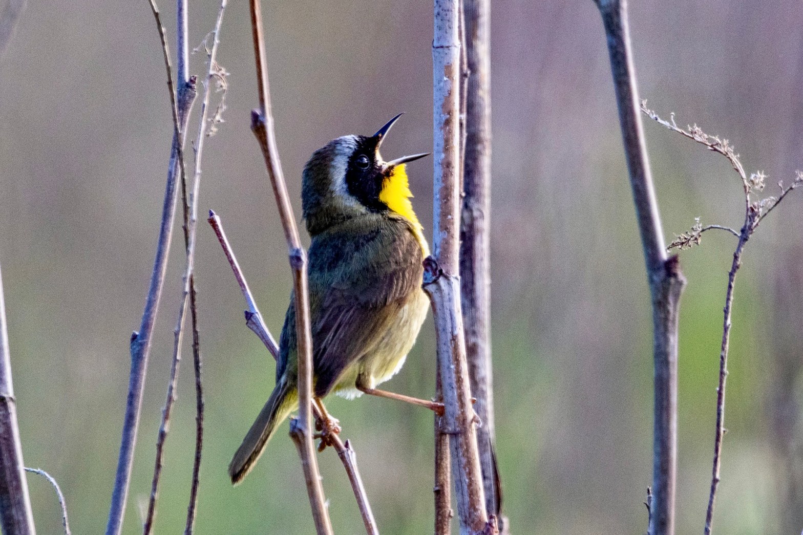 A common yellowthroat, jaws wide open, belts out a song from a small branch.