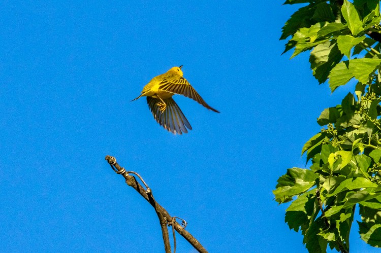 A yellow warbler takes off from a bare tree branch and flies toward a deep blue sky above.