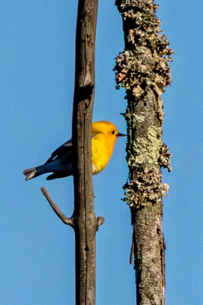 Prothonotary warbler perched on a tree branch, partially obscured by between bird and photographer's line of vision.