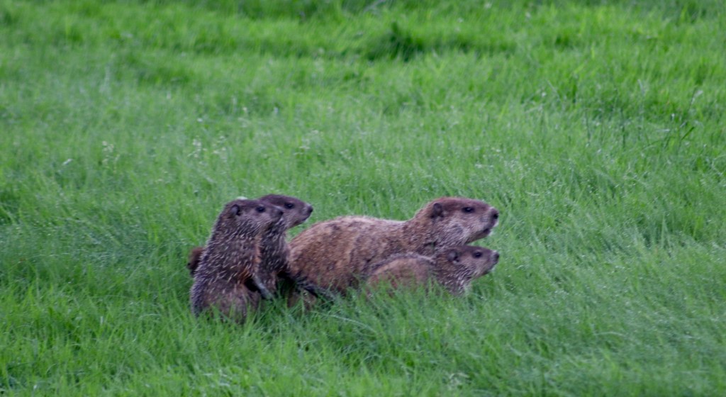 A mother groundhog and three pups look ahead from the grass.