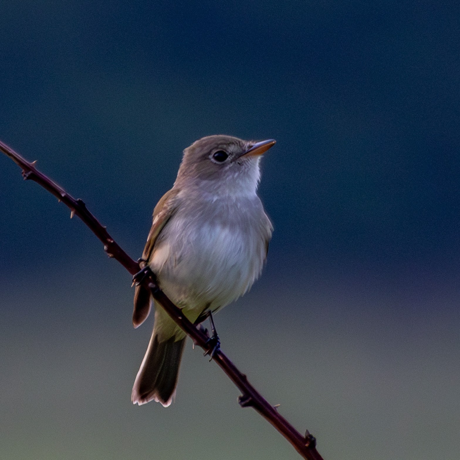 A willow flycatcher sits on a tree branch stretching diagonally across the frame.
