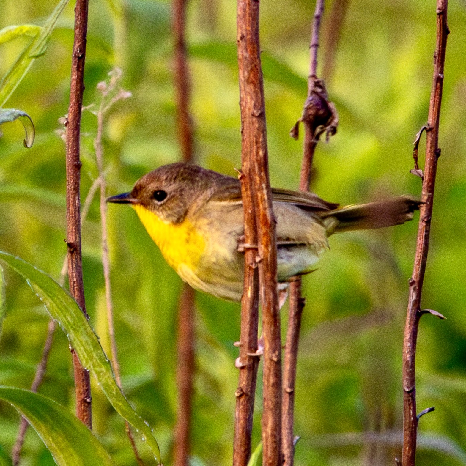 Female common yellowthroat perched on a thorny vertical branch.