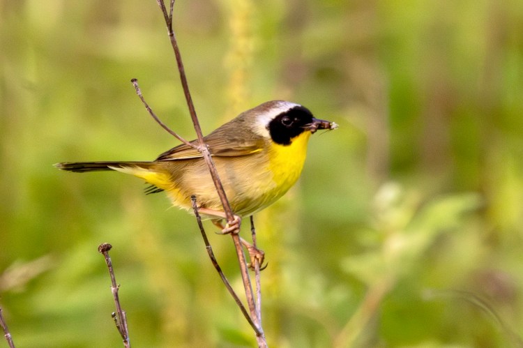 Male common yellowthroat with an insect squished in its beak.