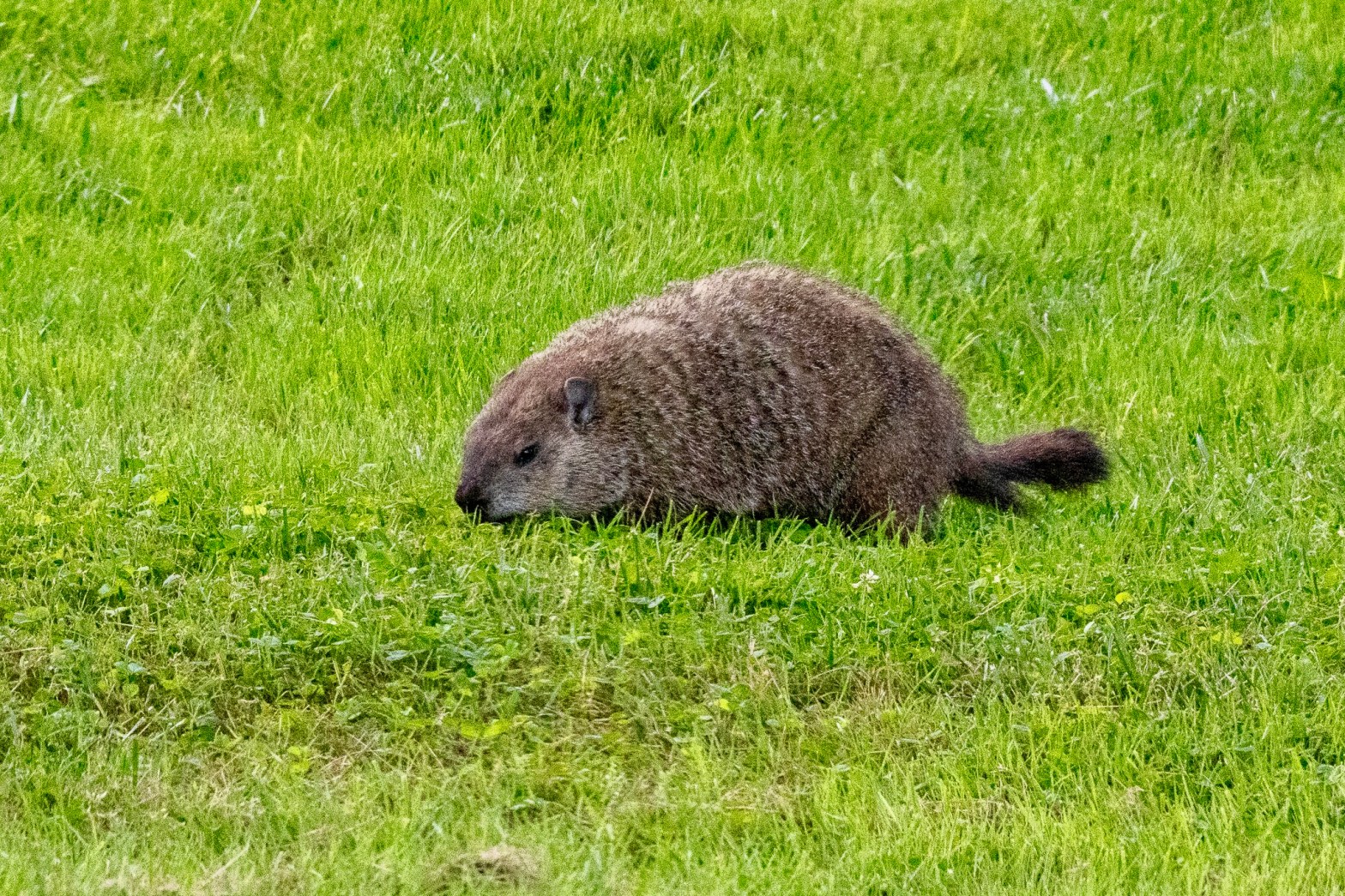 Groundhog scouring the grass for something to eat.