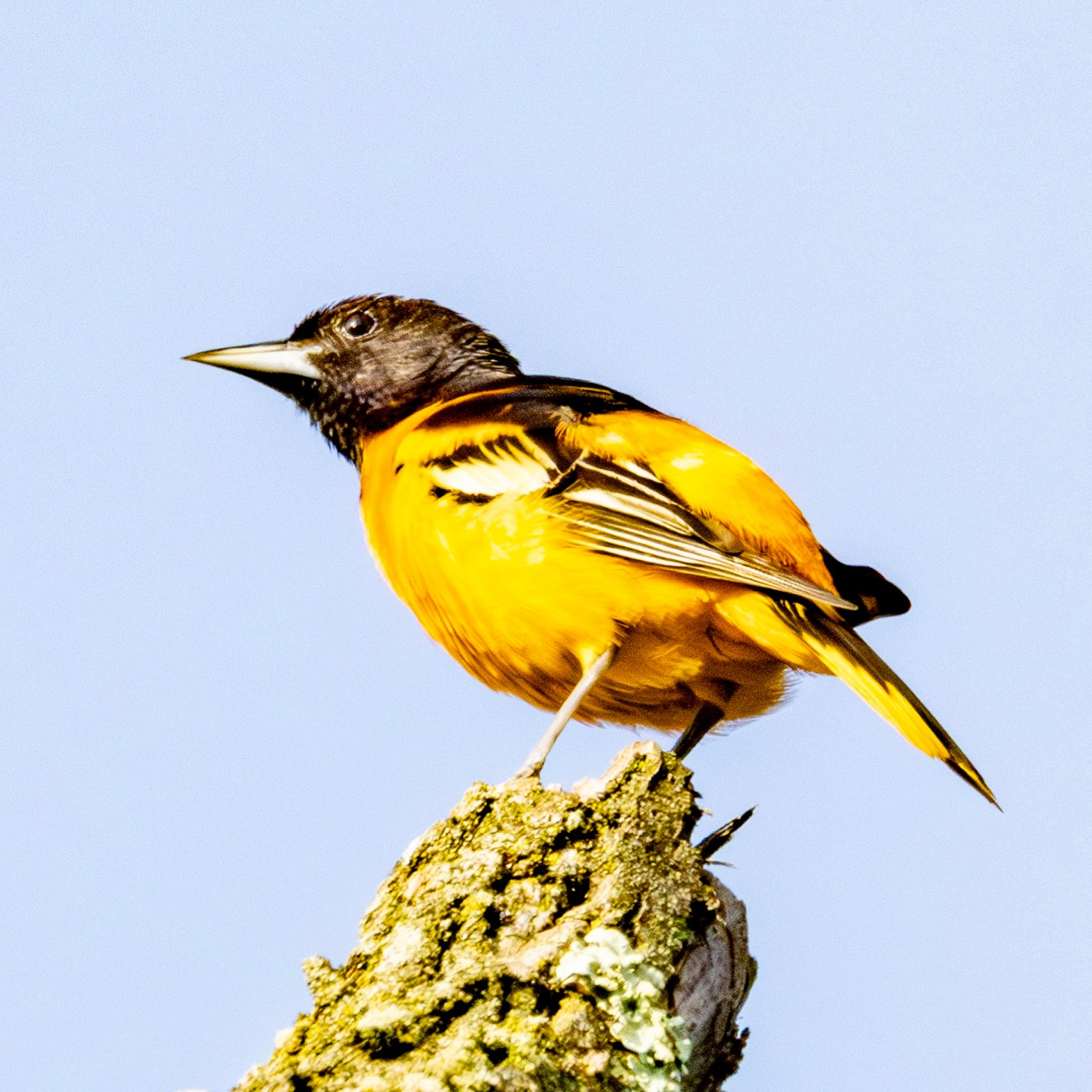 Baltimore oriole perched atop a tree trunk, with clear blue sky in background,