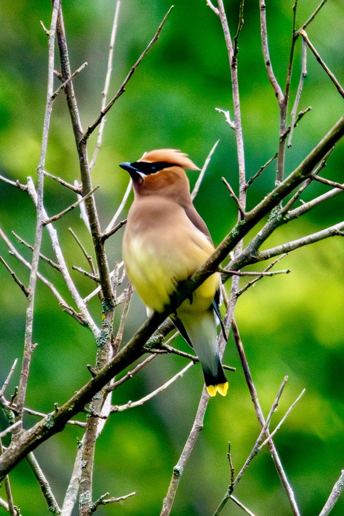 A cedar waxwing perched in a tree, with its yellow tail tips on display.