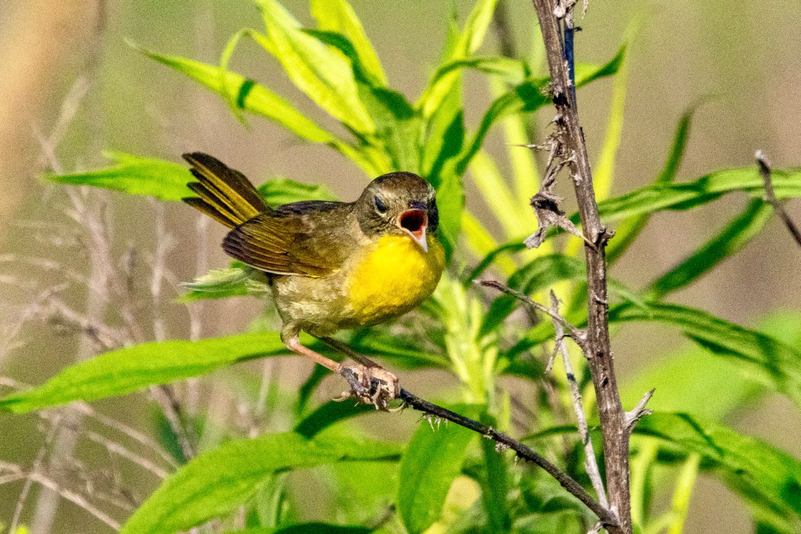 Female common yellowthroat, with beak wide open, sits on a small tree branch.