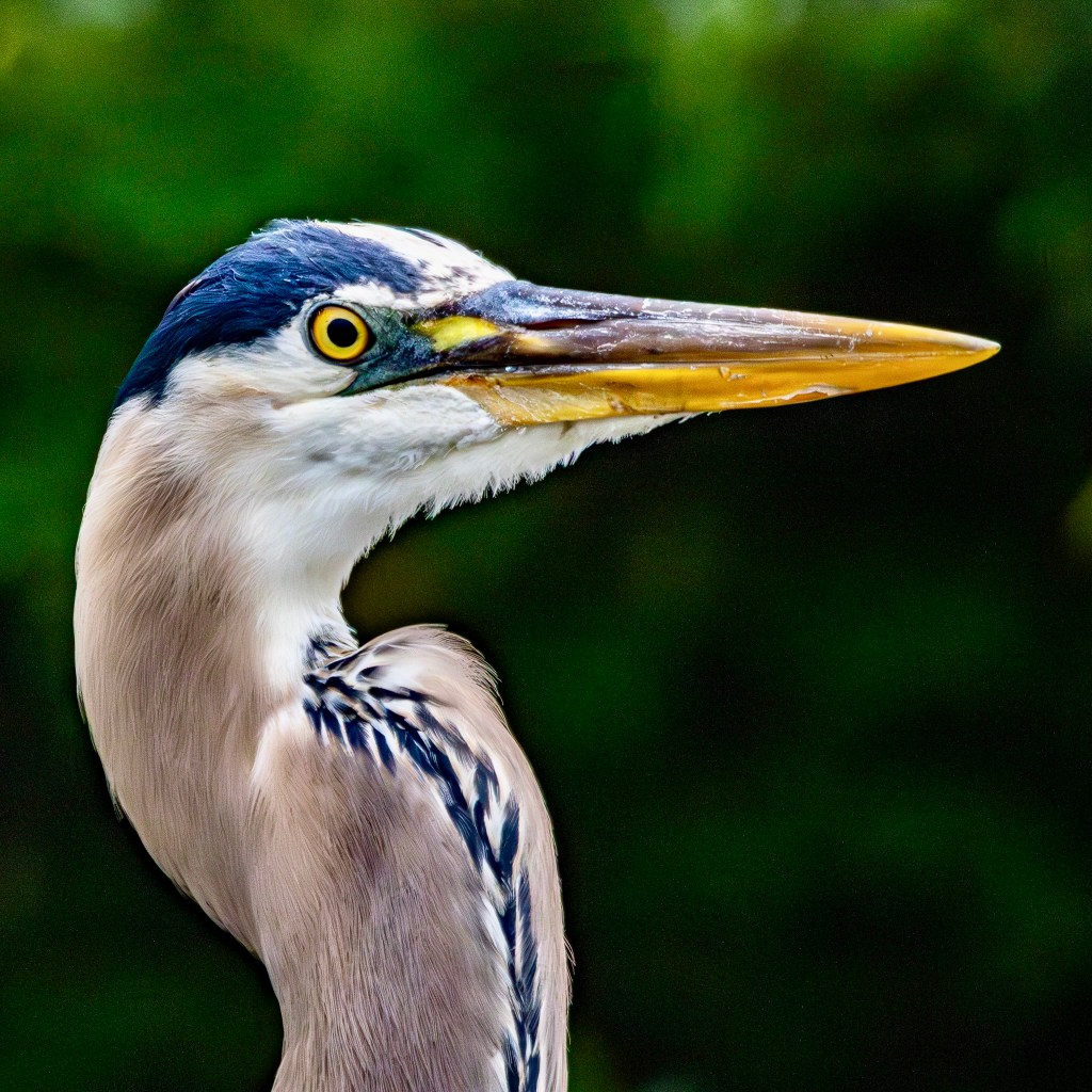 Close-in shot of great blue heron from the neck up, showing a yellow eye and mostly yellow beak.