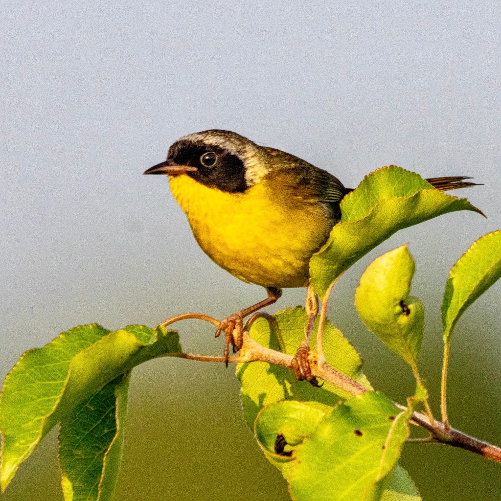 Male common yellowthroat in profile, sitting on a branch surrounded by green leaves.