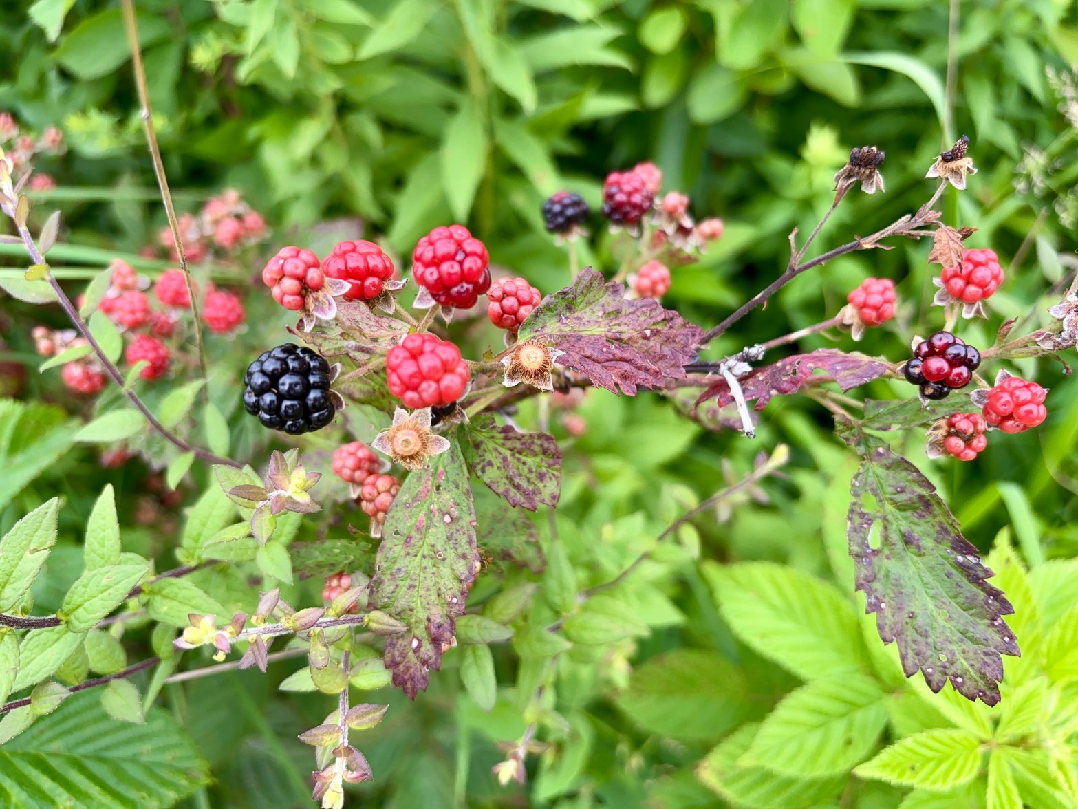 One ripe blackberry and several unripe red berries appear on the edge of the bush's branches, with green leaves in background.