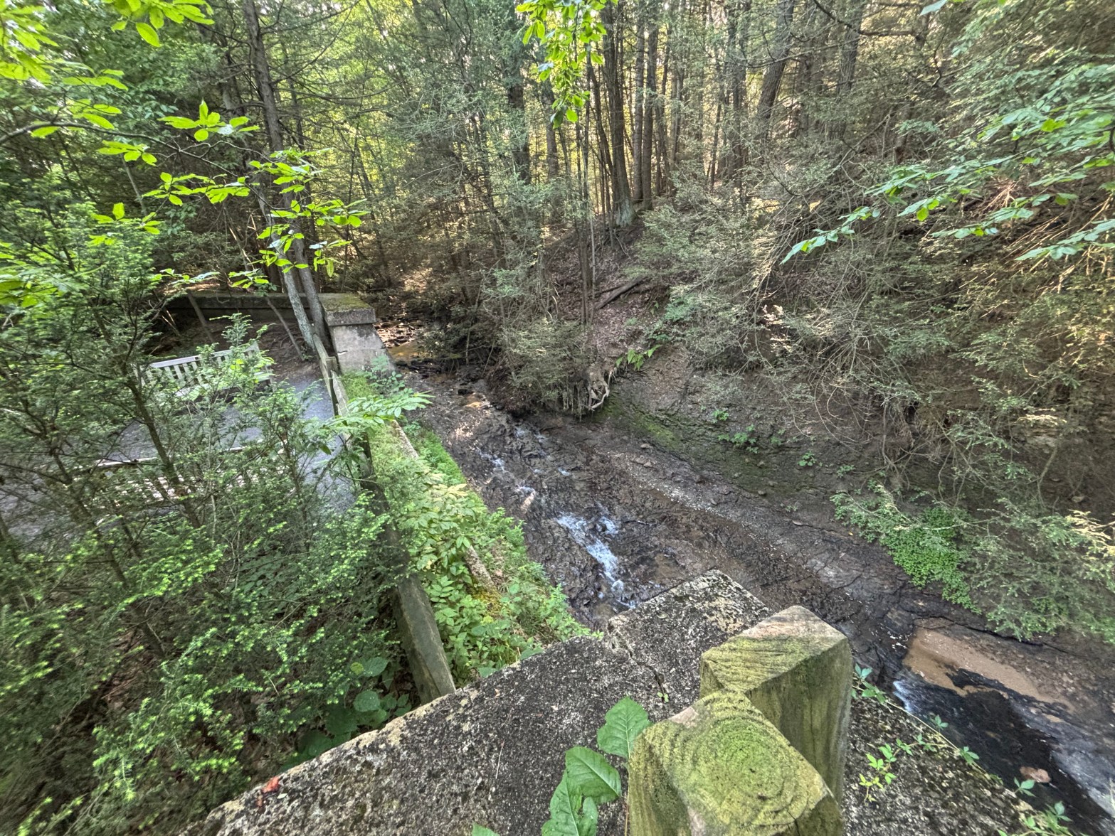A view of a creek running through the botanic garden from above.
