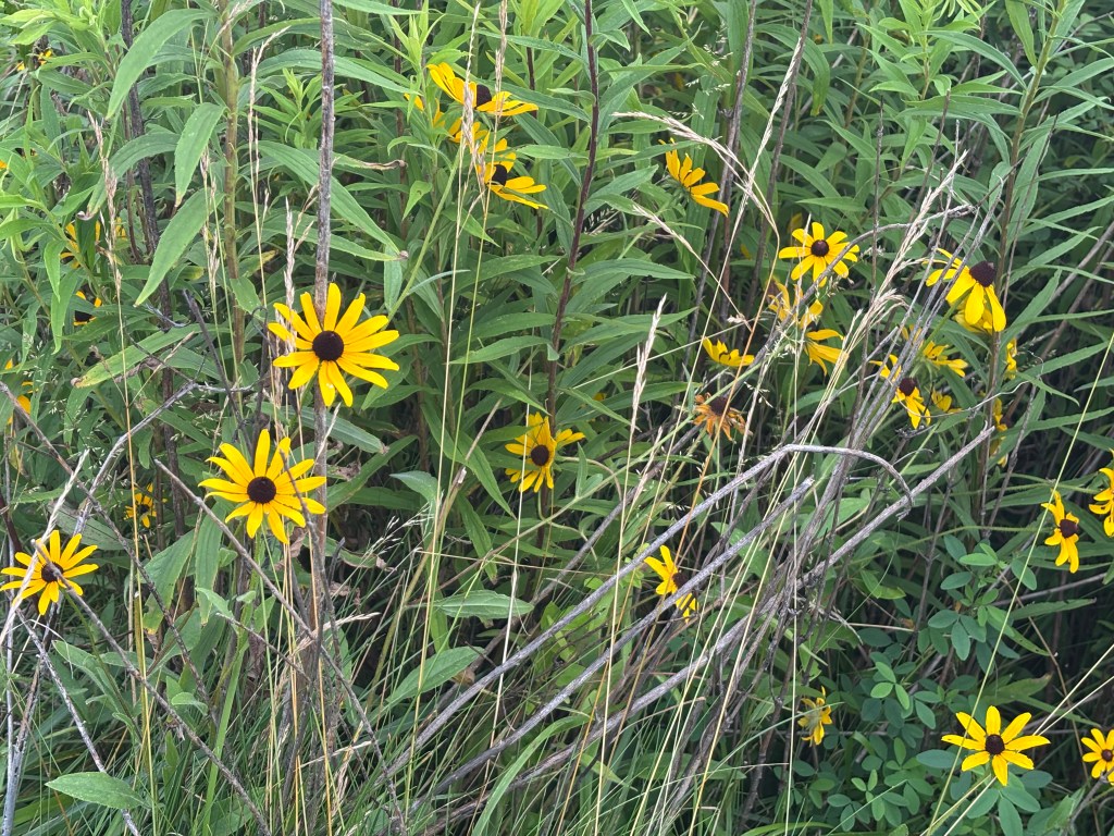 Black-eyed Susans stand out amid the green grasses.