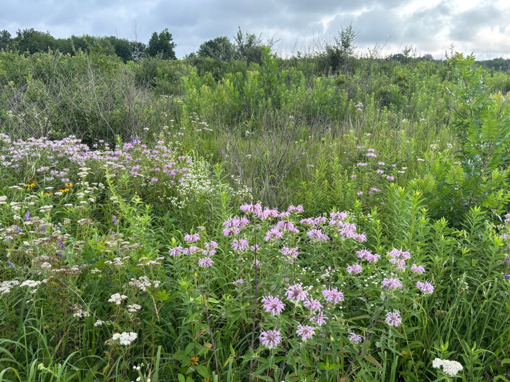 Pink bergamot wildflowers cluster in amid the green grasses in a meadow.