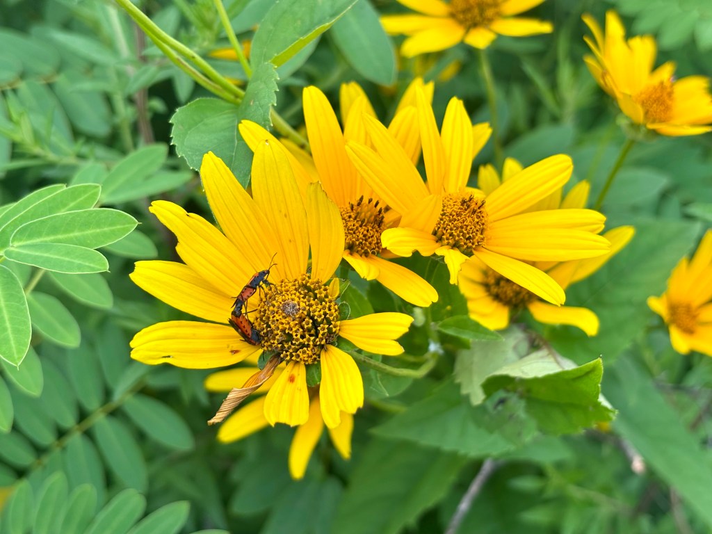 Yellow false sunflower blossoms above green leaves. Two orange and black insects crawl around the center of the blossom on one of the blooms.